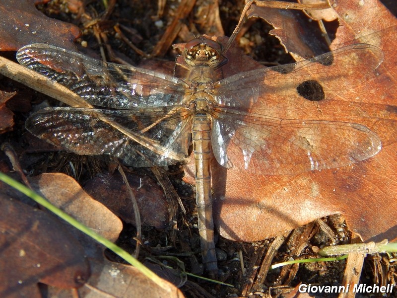 Ultima libellula della stagione: Sympetrum striolatum